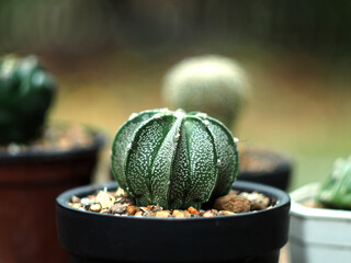 cactus in pot on wood table and green bokeh background