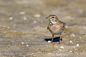 Kurzzehenlerche // Greater short-toed lark (Calandrella brachydactyla) 