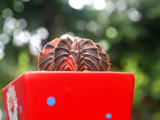 cactus in pot on wood table and green bokeh background