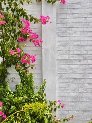 Pink Bougainvillea Climbing a Textured White Wall Copy Space on right side