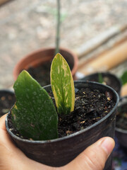 vareigated zamofolia zamiculcas in pot for lanting