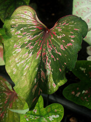 caladium bicolor and colorfull plant colocasia variegated leaf in pot house garden