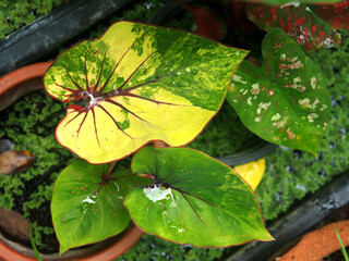 caladium bicolor and colorfull plant colocasia variegated leaf in pot house garden