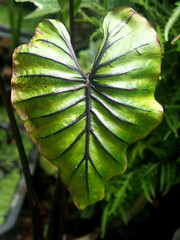 caladium bicolor and colorfull plant colocasia variegated leaf in pot house garden