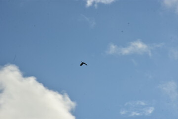 black crow flying against a bright blue sky with soft clouds, motion blur effect.
