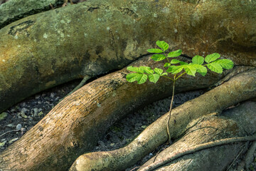 Young tree sapling growing between large roots in the forest. Symbol of life, resilience and natural regeneration, bathed in warm sunlight