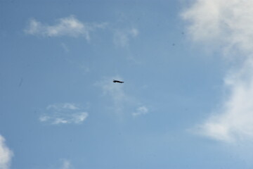 black crow flying against a bright blue sky with soft clouds, motion blur effect.
