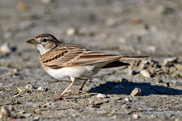 Greater short-toed lark // Kurzzehenlerche (Calandrella brachydactyla) 
