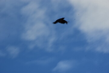 black crow flying against a bright blue sky with soft clouds, motion blur effect.
