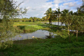 lush green rural landscape with a small pond, palm trees, and blue sky.