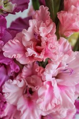 pink gladiolus

