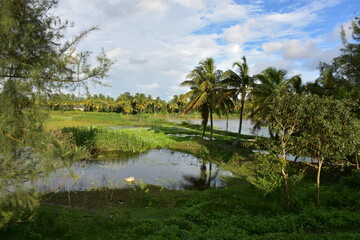 Obraz premium lush green rural landscape with a small pond, palm trees, and blue sky.