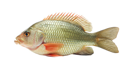 fish isolated on transparent white background