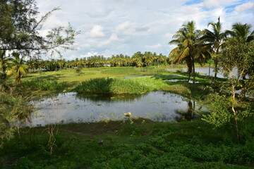 lush green rural landscape with a small pond, palm trees, and blue sky.