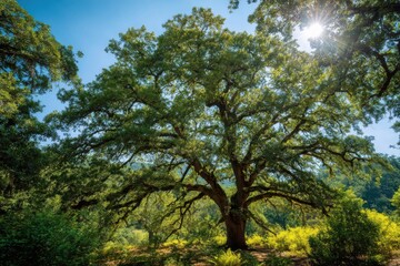 Fototapeta premium Lush oak tree bathed in summer sunlight surrounded by vibrant greenery, perfect for nature enthusiasts and outdoor photography lovers