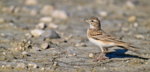 Greater short-toed lark // Kurzzehenlerche (Calandrella brachydactyla) 