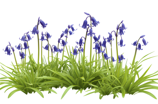 n,simple lines, no shadows or highlights, no shading - Bluebell flowers in the grass, PNG clipart with a white backgroundy 