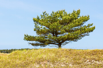 Baum in den Dünen auf dem Fischland-Darß
