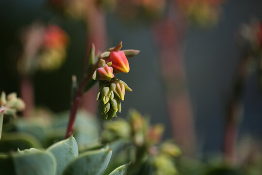 bloomin houseleek close up-sempervivum in flower
