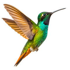 Fototapeta premium Beautiful Hummingbird Isolated on White Background
