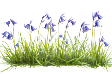 Bluebell flowers in the grass, PNG clipart with a white backgroundy