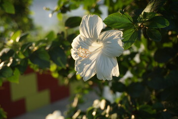 White hibiscus flower is blooming on tree, Garden fresh blooming white hibiscus flower