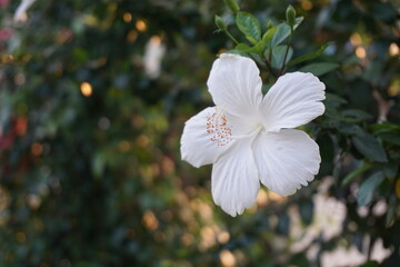 White hibiscus flower is blooming on tree, Garden fresh blooming white hibiscus flower