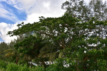 Fototapeta premium Tall pine trees under a bright blue sky with scattered clouds in a lush green landscape.