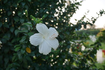 White hibiscus flower is blooming on tree, Garden fresh blooming white hibiscus flower