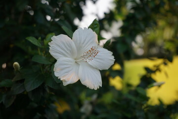 White hibiscus flower is blooming on tree, Garden fresh blooming white hibiscus flower