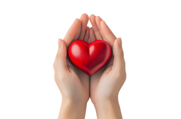  Close-up of hands holding a red heart, isolated on a white background with no shadow, reflection, or depth effect.