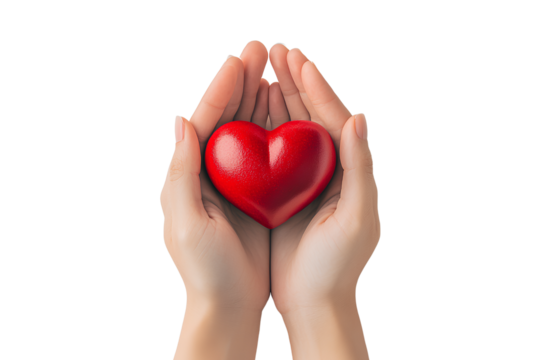  Close-up of hands holding a red heart, isolated on a white background with no shadow, reflection, or depth effect.
