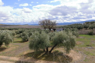 Olive plantation in Andalucia, Spain