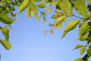 green tree leaves against blue sky