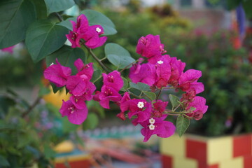 A bunch of pink Bougainvillea flowers  are blooming, A group of blooming pink paper flowers in a tree