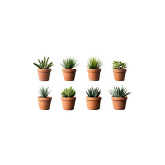 Fototapeta premium Green indoor plant in a ceramic pot isolated on white background