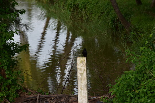 black bird perched on a white post by a calm river surrounded by greenery
