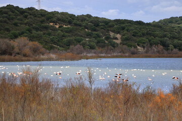 A flock of birds in the lake. group of greater Flamingo, Phoenicopterus roseus in the Laguna de Medina, Jerez de la Frontera, Cadiz Province, Spain