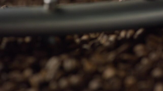 Warm roasted coffee beans cascading inside industrial roaster while mixing, creating rich brown texture and releasing intense aromatic fragrance during professional production process