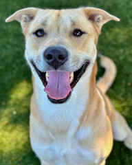 Smiling Yellow Lab Mix with Upright Ears