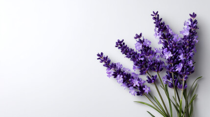 Obraz premium A small cluster of lavender sprigs arranged neatly against a plain white background, soft and calming