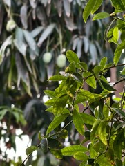 Lemon Tree Leaves in Foreground with Mango Tree in Background