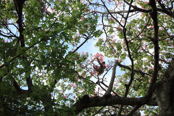 sloth hanging in a tree at a village plaza in El Torno, Bolivia