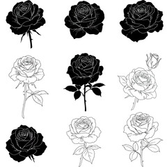 Big set of rose flowers, open and unblown rosebuds, leaves and stems Hand drawn realistic vector illustration. Decorative elements for tattoo, greeting card, wedding invitation in engraving style.