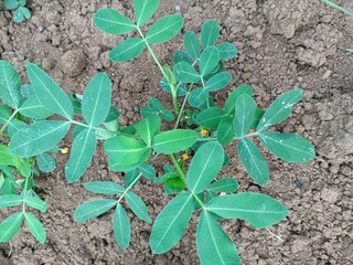Young peanut plant growing in fertile soil. Great for illustrating sustainable farming, crop cultivation, and organic agriculture theme