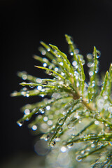 Green spruce needles wet with dew.
