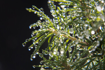 Green spruce needles wet with dew.
