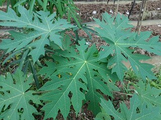 Close up photo of fresh green papaya leaves in trip Ical garden