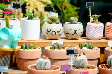  display of  cactus in small mini planter pots in  store in Goyang South Korea for sale