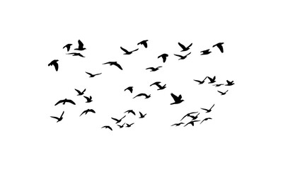 Flock of black birds soaring together, perfect for wildlife articles, nature themes, brochures, and flyers on migratory birds.